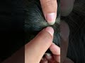 liceinfestation977 #headliceremoval #licecomb #headlice #headlicetreatment #hairlice #haircare #hair