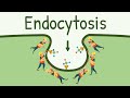 Cellular Ingestion Mechanisms: Endocytosis Unveiled