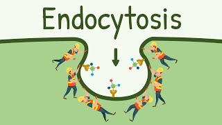 Endocytosis: Pinocytosis and Phagocytosis | Eating, Digesting and Pooping by the Cell