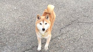 Obedient shiba inu Yoshi off the leash by SHIBA FR 1,750 views 8 years ago 26 seconds