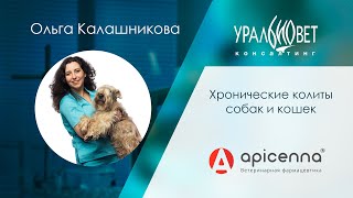 Хронические колиты собак и кошек, лектор Ольга Калашникова