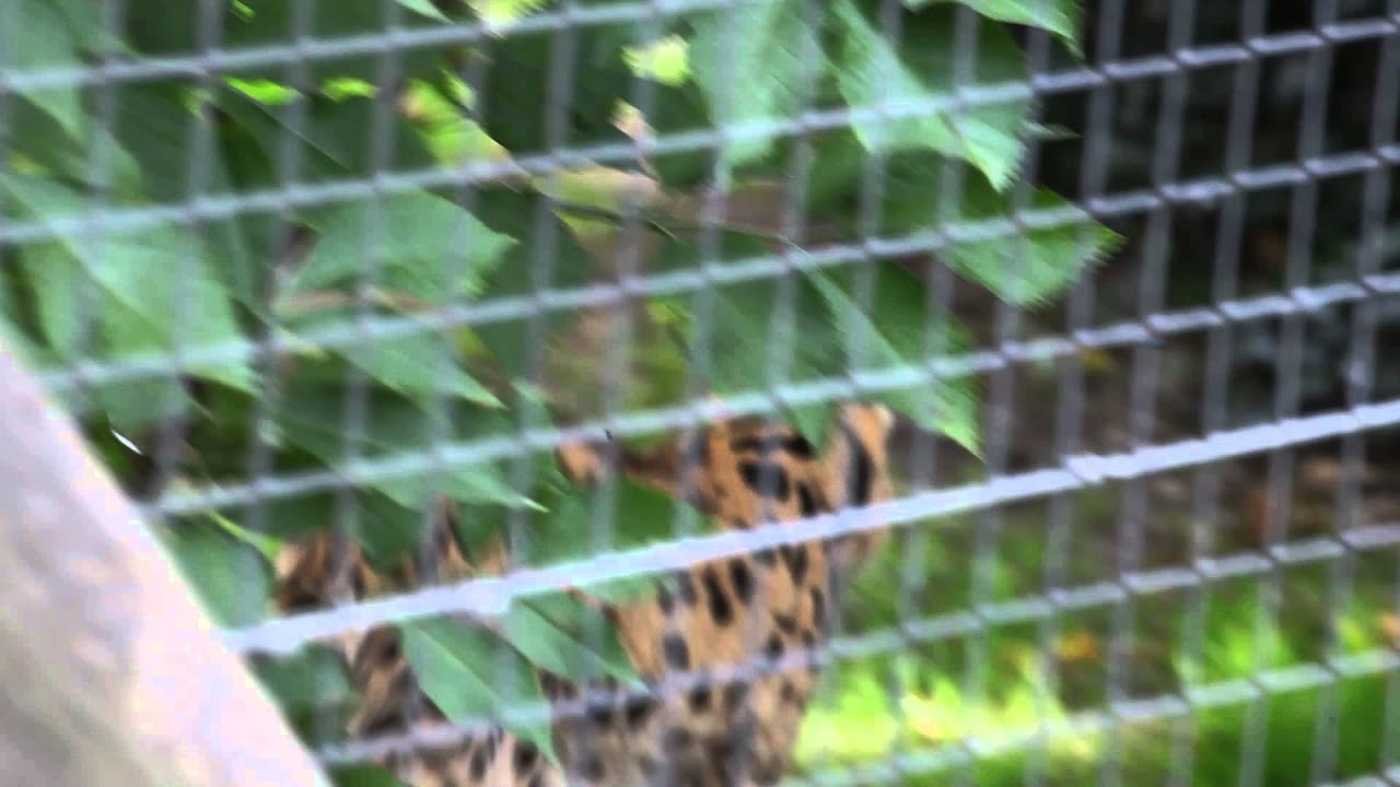 Winchester Marwell Zoo Clip 11 YouTube