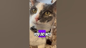 Ginger the Calico Cat 😺 cares about your mental health #catshorts Happy Life #shorts Awareness Month