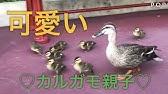 ディズニーランドのカルガモ親子の家族行進 Youtube ディズニーランドのカルガモ親子の家族行進 Youtube