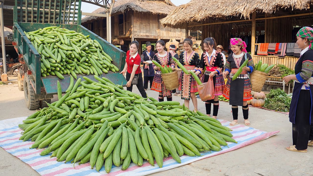 Harvesting 1000+ Giant Luffa Sponge Gourd, Use Truck to Transport Go to Market Sell