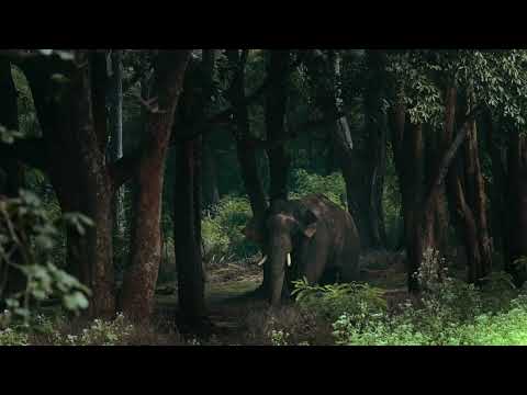 Videó: Melyik erdő található Keralában?