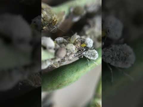 Video: Yuav Ua Li Cas Nrog Cabbage Aphids