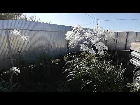 Video: Miscanthus Floreciente