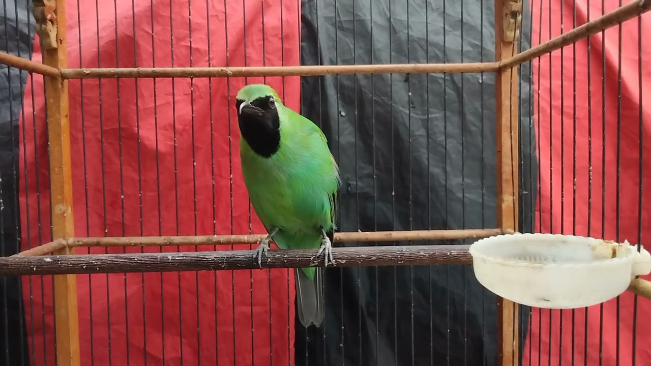 Ijo Ondo Rante cocok buat pancingan naikin emosi lawan