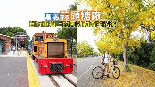 嘉義蒜頭糖廠闔家歡樂的休閒景點消暑冰品、古蹟車站還有自行車道滿是阿勃勒金黃花海