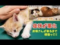 グッタリ動けなくなった子猫