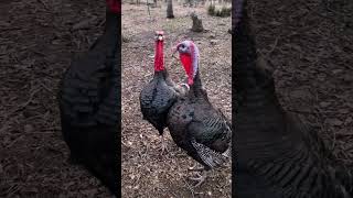 It’s a Turkey FIGHT!!! #shorts
