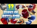 12 Types of Betta Fish