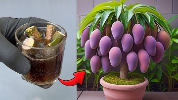 NEWLY INVENTED TECHNIQUE uses Coca Cola to propagate fast growing mango trees with 100% success