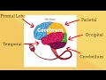 The Amazing World of the Brain and Its Functions