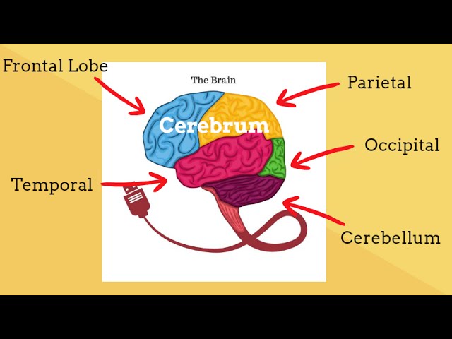 31-label-the-parts-of-the-brain-worksheet-labels-2021