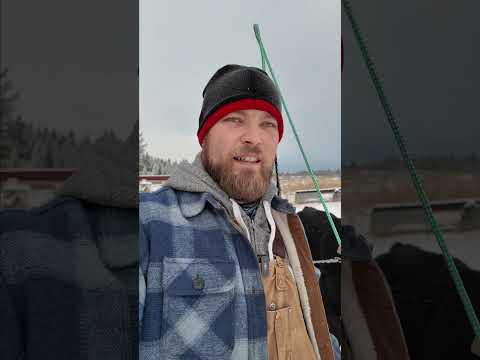Cyrus - Hauling Hay with a Working Steer.