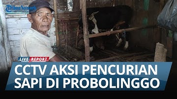 Sapi Blasteran Seharga Belasan Juta Digondol Maling di Probolinggo, Aksi Pelaku Terekam CCTV