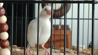 小小音樂家。〈文鳥第3集〉。Little musician. 〈Java sparrow  Episode 3〉