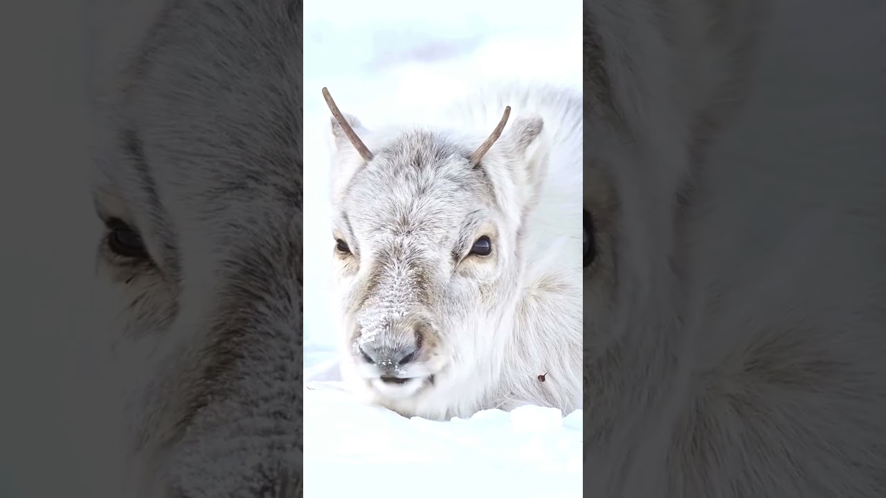 Majestic Reindeer 🦌 | Wild Caribou With Giant Antlers in Nature