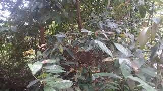 buru babi, edisi minggu 01-03-2020. kajaran badendang-dendang ( selat punyo carito )