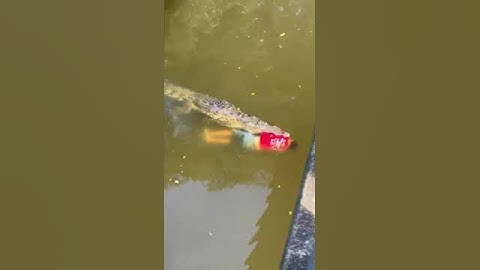 A crocodile has killed a man swimming in the river in Costa Rica #crocodiles #crocodile #animals
