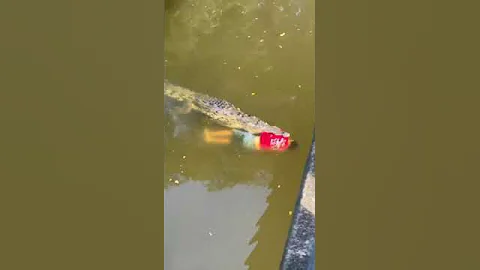 A crocodile has killed a man swimming in the river in Costa Rica #crocodiles #crocodile #animals