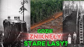 GDZIE ZNIKNĘŁY STARE DRZEWA? Największy sekret w historii ludzkości… 