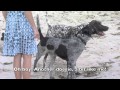 Gracie the heeler bull arab Melbourne puppy.mov Gracie the heeler bull arab Melbourne puppy.mov