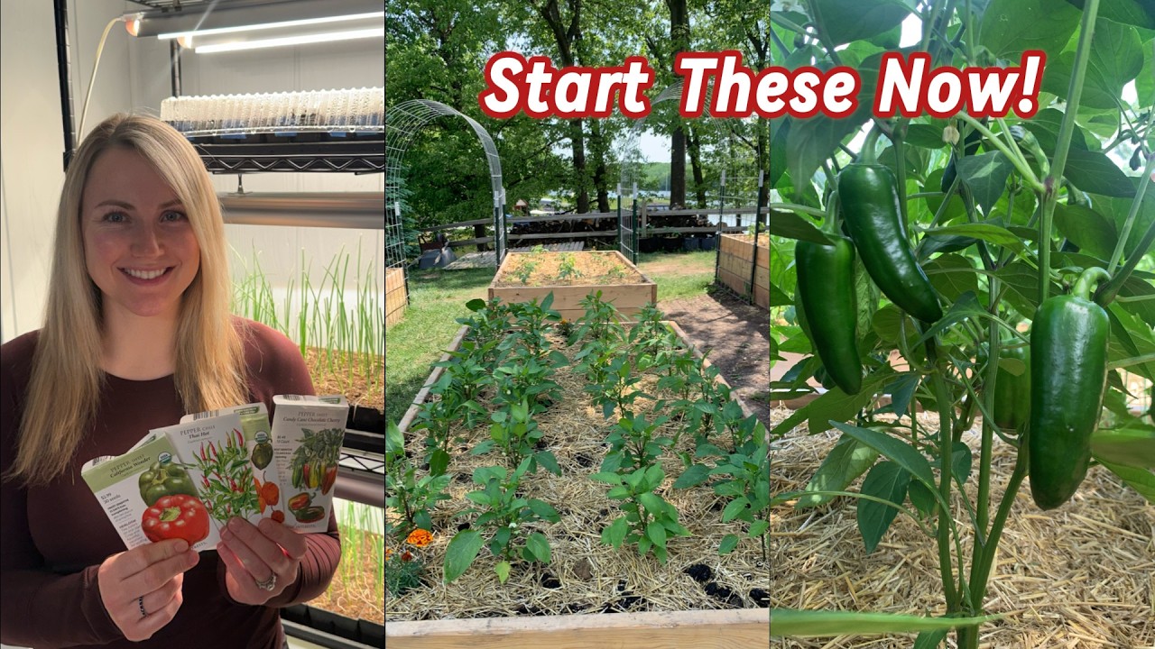 Что я сажаю в феврале — мои лучшие сорта перца