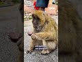 Gibraltar: des singes mangent de la terre pour mieux digérer la malbouffe