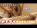 ルトとロゼの為に鯛を捌くよ!