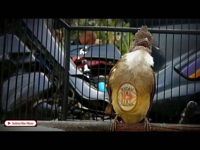 New Pancingan Bunyi Burung Cucak Jenggot || Suara Asli Bukan MP3 Abal Abal class=