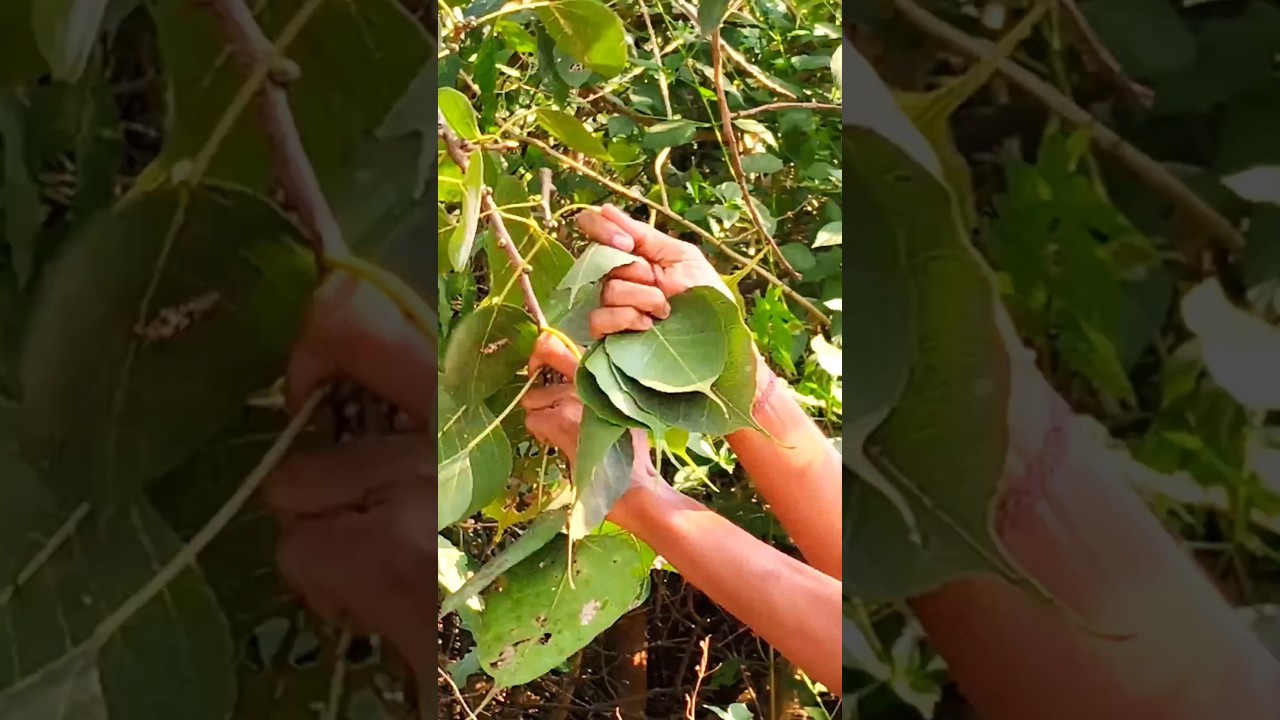 Nature’s Canvas 🍃🖌️"