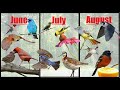 A Guide to Summer Birdwatching! - The Best of Summer Birding!