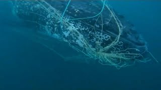 Vor Der Gold Coast Im Netz Gefangen Wie Es Dem Buckel-Wal Ergangen Ist