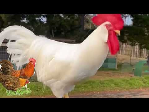 دجاج الليجهورن البياض بإمتياز نسبة البيض عالية الجودة في اللحم