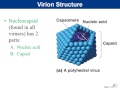 Chapter 5- Virology