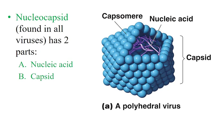 Chapter 5- Virology