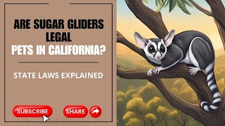 Are Sugar Gliders Legal Pets In California? State Laws Explained