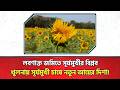 লবণাক্ত জমিতে সূর্যমুখীর বিপ্লব: খুলনায় সূর্যমুখী চাষে নতুন আয়ের দিশা।The Farmers Voice