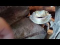 Bearded Dragon Mood Swings