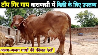 टाॅप?गिर गाय वाराणसी में बिक्री के लिए उपलब्ध/top gir cow available for sale/dairy farm varanasi up