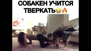 Собака учится тверку