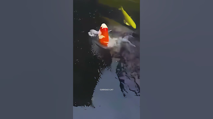 What happens with this Koi Fish?