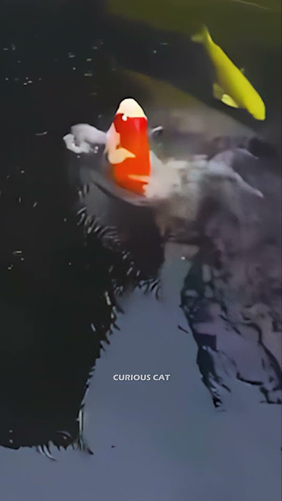What happens with this Koi Fish?