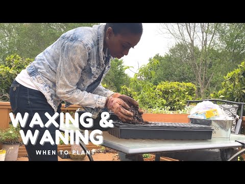 Video: Ý nghĩa của waning và waxing là gì?
