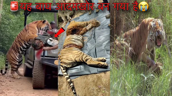 Man eater Tiger 🐯 Attack | Jungle Safari Tadoba Andhari Tiger Reserve | Tiger Sighting Tiger Safari 