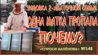 видео: Из Зимовки с Одной Маткой Вместо Двух! Почему? картинка: Из Зимовки с Одной Маткой Вместо Двух! Почему?
