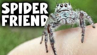 The World’s SMARTEST Spider! - Can It CURE Your Fear?
